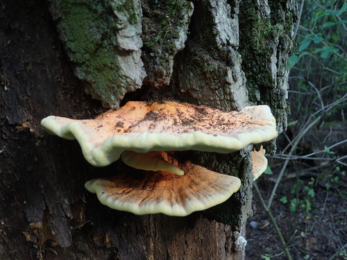 chicken of the woods