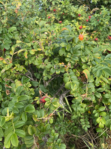 rugosa rose