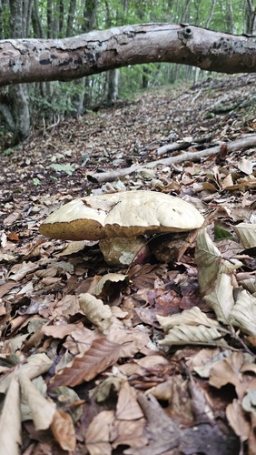 Devil's Bolete