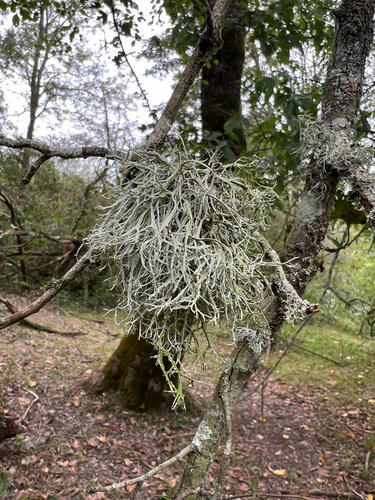 Farinose Cartilage Lichen