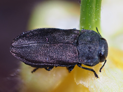 Anthaxia quadripunctata