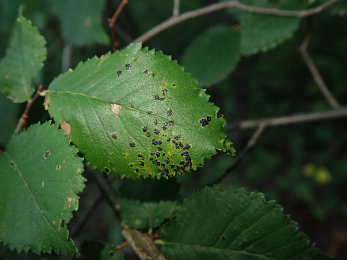 Platychora ulmi