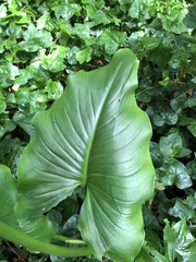 Zantedeschia aethiopica