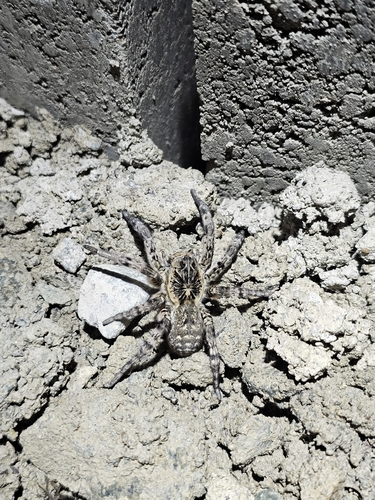 Lycosa singoriensis