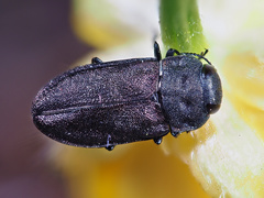 Anthaxia quadripunctata
