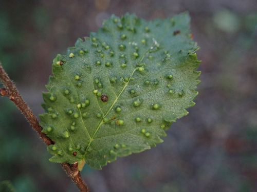 Elm Leaf Gall Mite