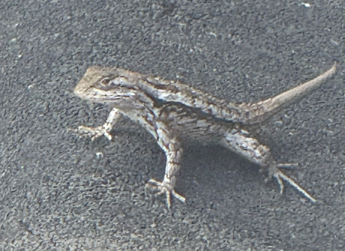 Texas Spiny Lizard