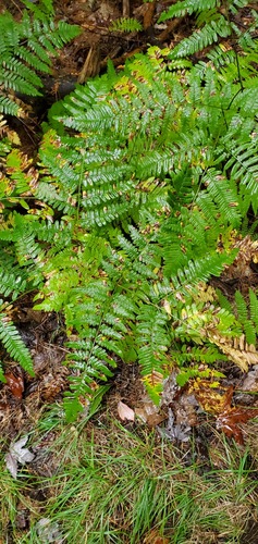 common bracken