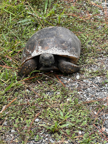 Gopher Tortoise