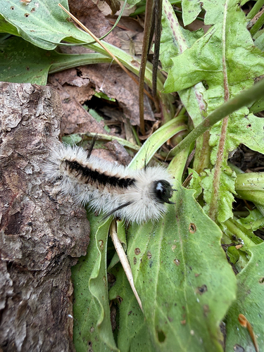 Hickory Tussock Moth