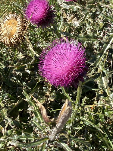 musk thistle