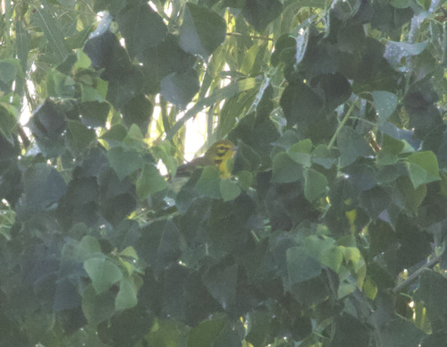 Prairie Warbler