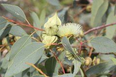 Eucalyptus kingsmillii