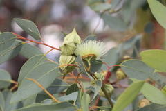 Eucalyptus kingsmillii
