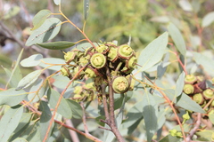 Eucalyptus kingsmillii