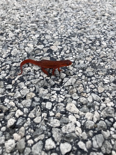 Eastern Newt