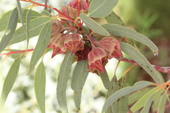 Eucalyptus kingsmillii
