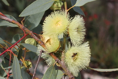 Eucalyptus kingsmillii