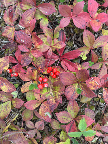 Canadian bunchberry