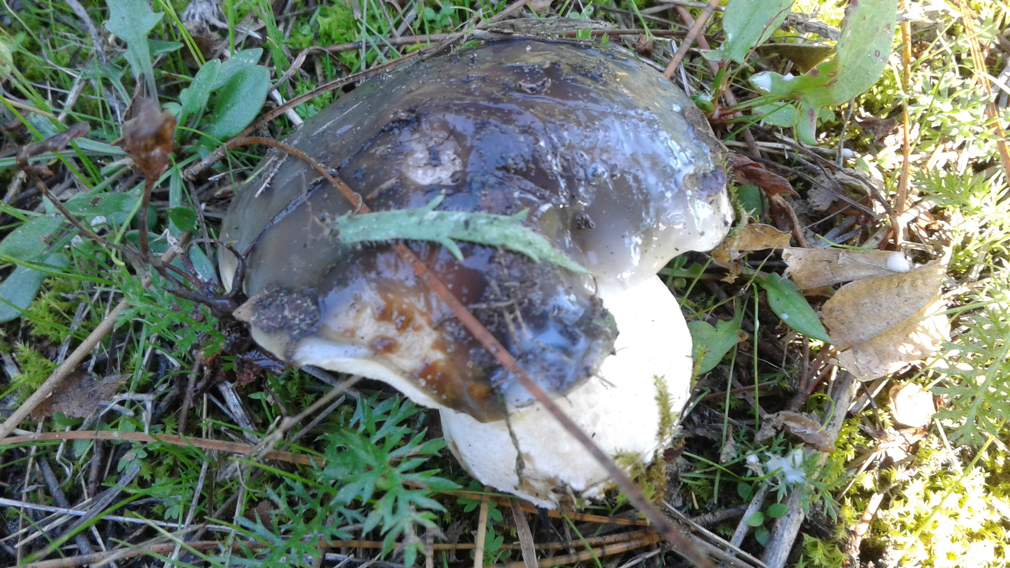 Suillus subacerbus image