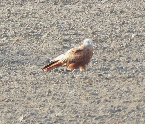 Red Kite