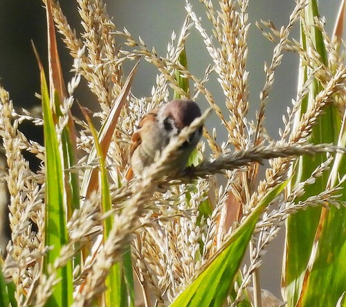 Eurasian Tree Sparrow