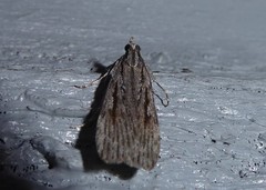 Scoparia indistinctalis