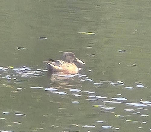 Northern Shoveler
