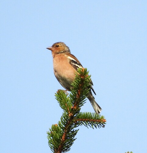 Common Chaffinch