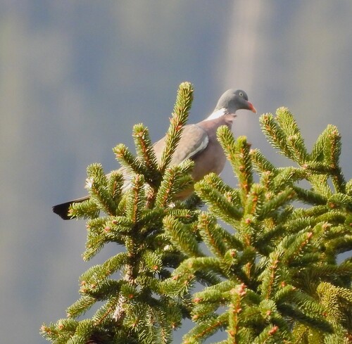 Common Wood-Pigeon