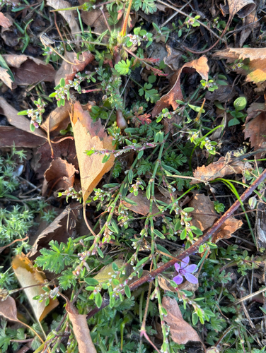 Polygonum aviculare, photograph 5