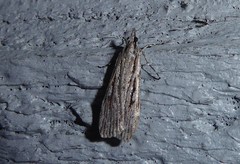 Scoparia indistinctalis