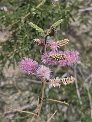 Mimosa dysocarpa