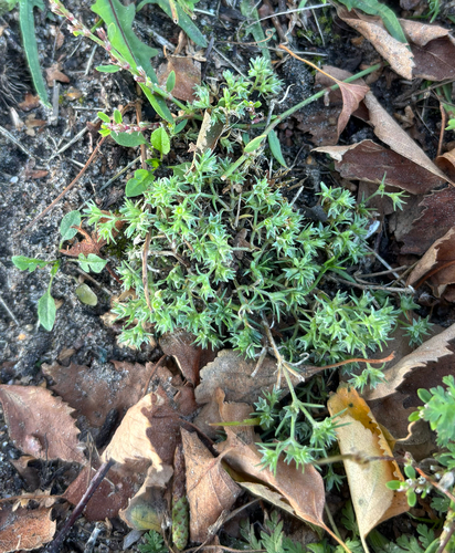 Scleranthus annuus, photograph 1