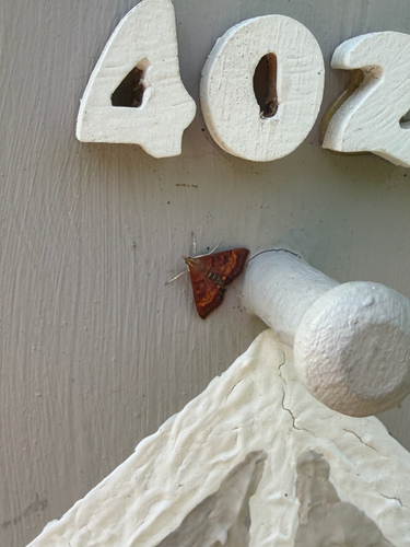 California Pyrausta Moth