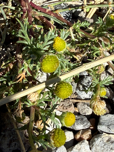 pineapple-weed