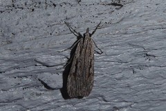 Scoparia indistinctalis