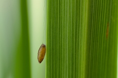 Meteorus pulchricornis