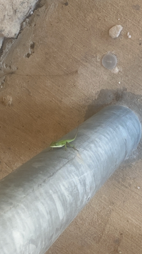 Green Anole