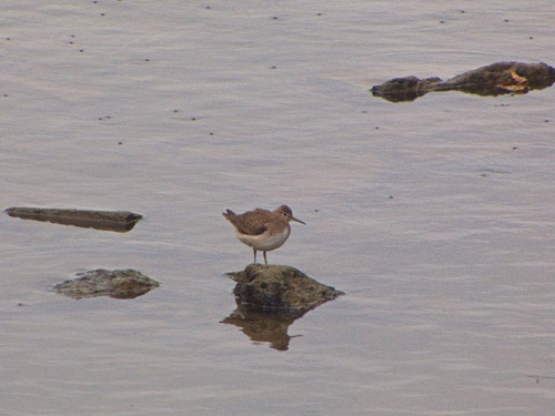 Solitary Sandpiper