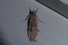 Scoparia indistinctalis