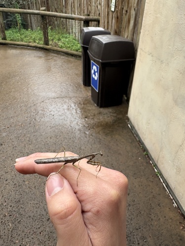 Carolina Mantis