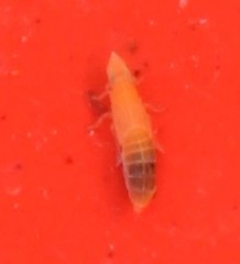 Neomegamelanus lautus