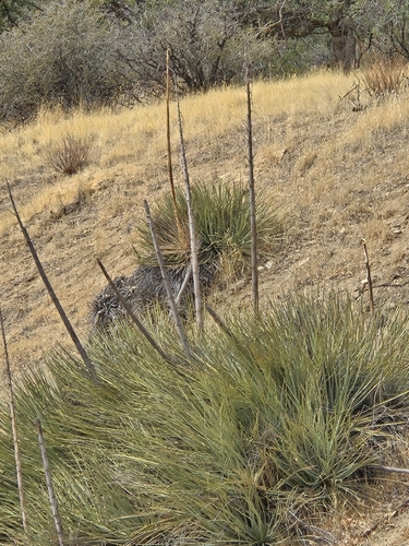 chaparral yucca