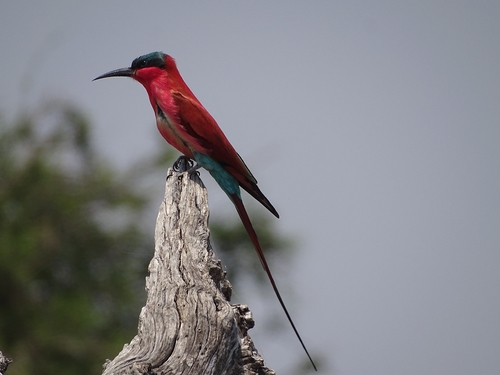 Southern Carmine Bee-eater