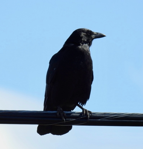 American Crow