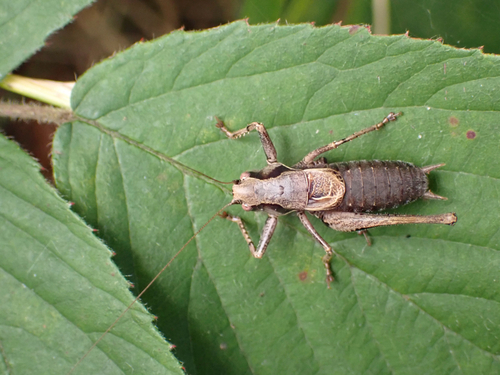 Dark Bush-cricket
