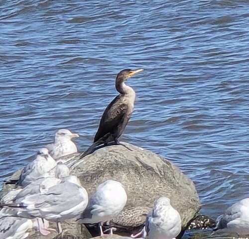 Double-crested Cormorant