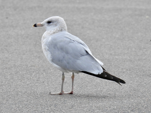 Ring-billed Gull