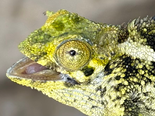 Coarse Chameleon